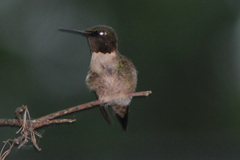 Archilochus colubris