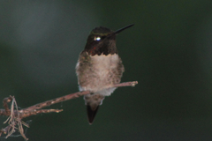 Archilochus colubris