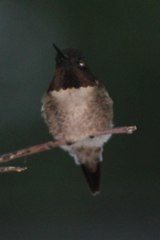 Archilochus colubris