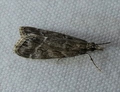 Eudonia torniplagalis