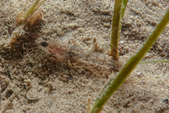 Favonigobius exquisitus