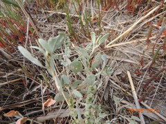 Atriplex verrucifera