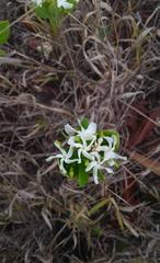 Tabernaemontana solanifolia