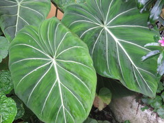 Philodendron gloriosum