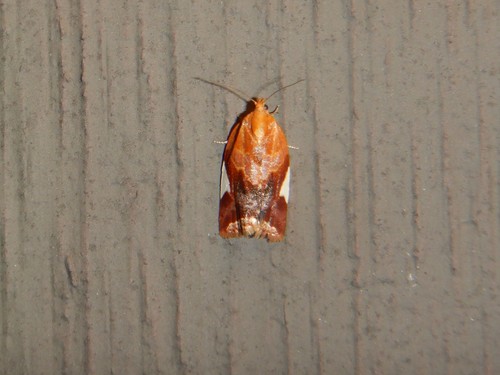 White Triangle Tortrix photo 5
