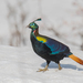 Himalayan Monal - Photo (c) Sharma BC, some rights reserved (CC BY-NC), uploaded by Sharma BC