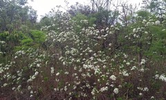 Tabernaemontana solanifolia