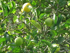 Citrus × aurantiifolia