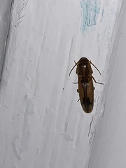 Conoderus vespertinus