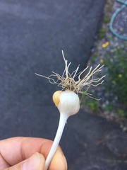Allium