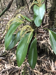 Stelis pittieri