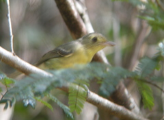 Vireo gundlachii