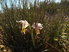 Gladiolus watermeyeri