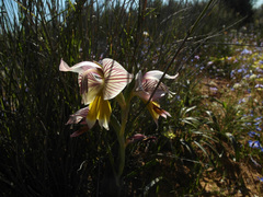 Gladiolus watermeyeri