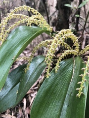 Stelis pittieri