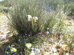 Gladiolus watermeyeri