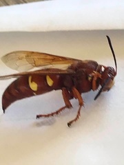 Sphecius convallis