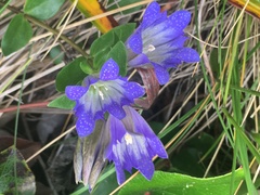 Gentiana affinis ovata