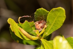 Neoscona arabesca image