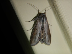 Cucullia postera