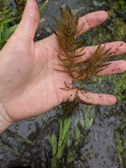 Ceratophyllum echinatum
