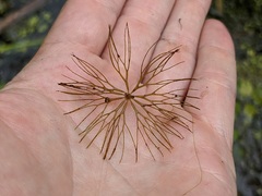 Ceratophyllum echinatum