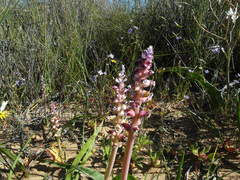 Lachenalia membranacea
