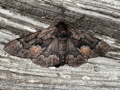 Phaeoura mexicanaria