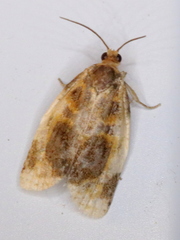 Clepsis melaleucanus