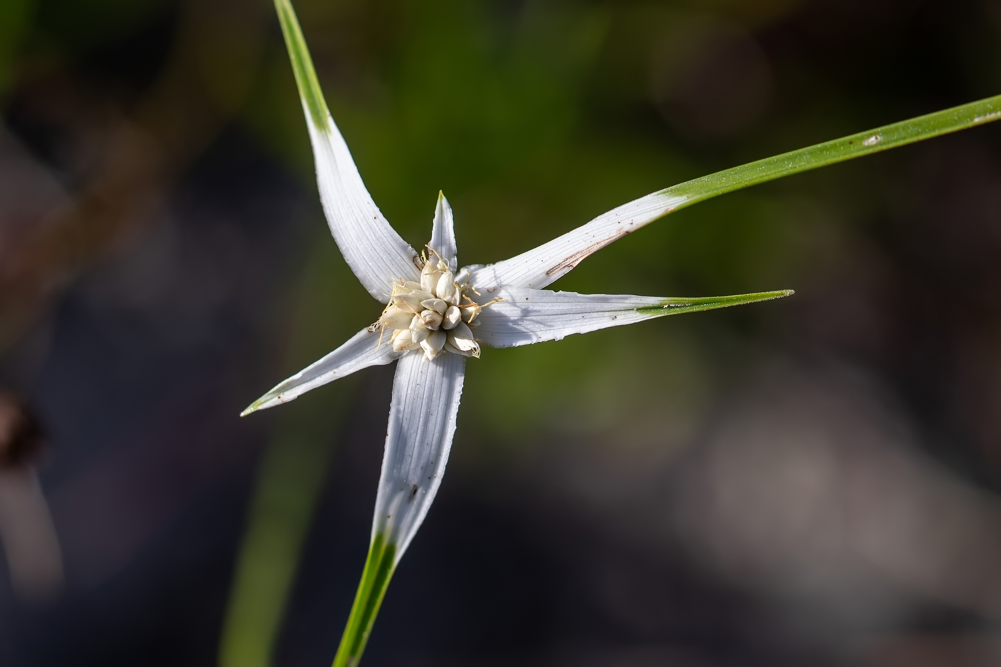 Rhynchospora colorata
