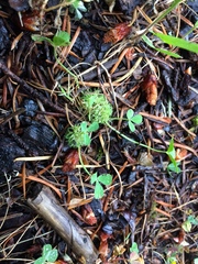 Trifolium suffocatum