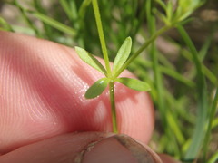 Galium labradoricum