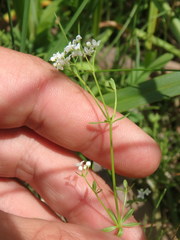 Galium labradoricum