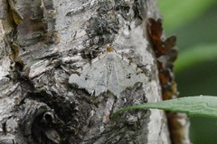 Macaria notata