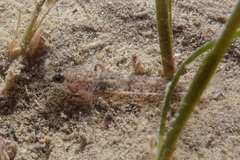 Favonigobius exquisitus