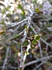 Ceanothus fresnensis