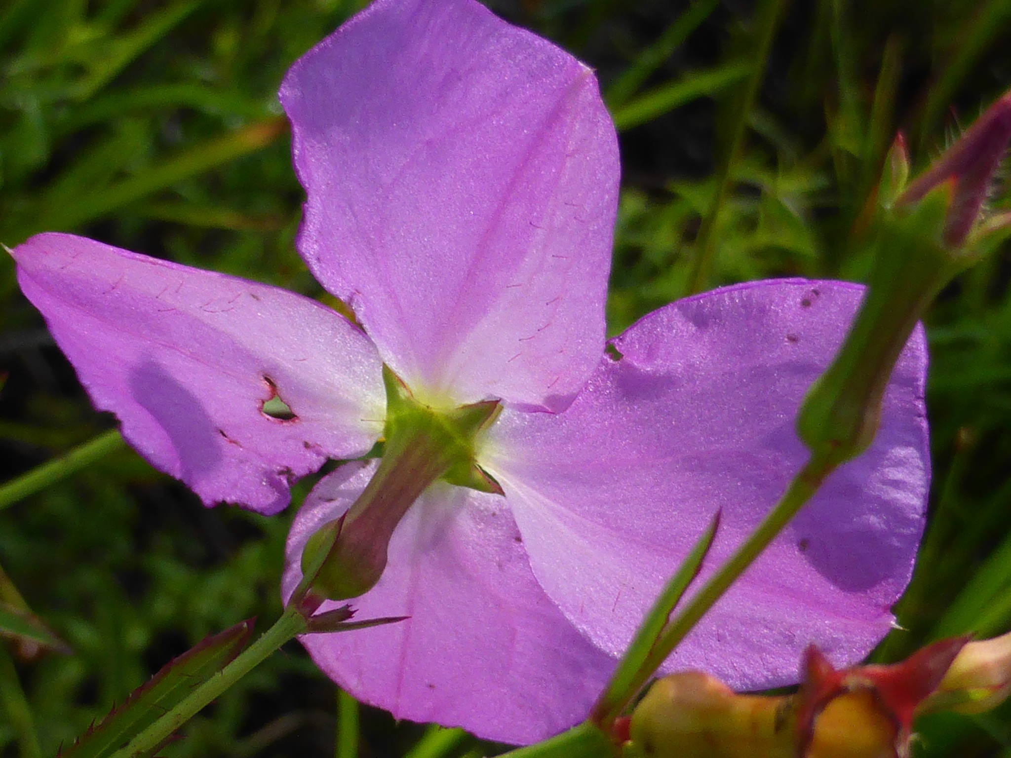 Rhexia nashii