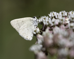 Satyrium sylvinus