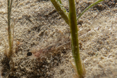 Favonigobius exquisitus