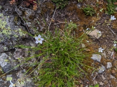 Eremogone capillaris