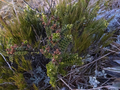 Veronica macrocalyx