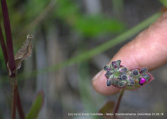 Tripogandra ionantha