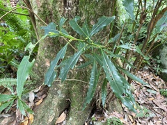 Litsea acuminata