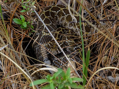Crotalus polystictus