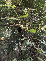 Ephyriades