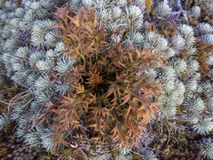 Aciphylla hookeri