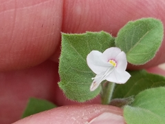 Carlowrightia torreyana