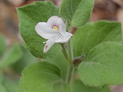 Carlowrightia torreyana
