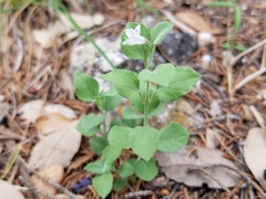 Carlowrightia torreyana