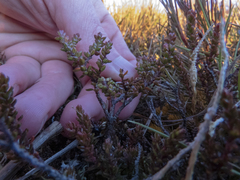 Epacris alpina